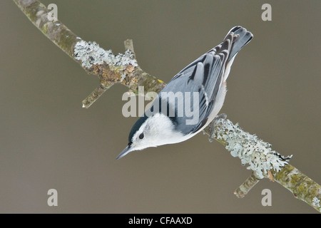 Bianco-breasted picchio muratore (Sitta carolinensis) appollaiato su un ramo. Foto Stock