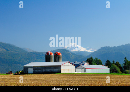 Raccolte di campi di mais, silo e granai con Mt. Baker in background, Abbotsford, British Columbia, Canada. Foto Stock