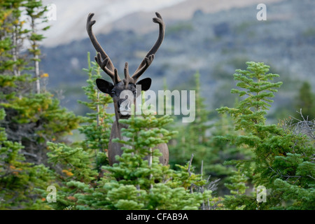 A sud del bosco di montagna Caribou Coffee Company (Rangifer tarandus tarandus) riguarda lo spettatore nel Parco Nazionale di Jasper, Alberta, Canada. Foto Stock