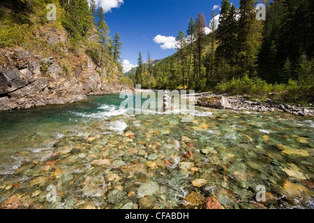 La pesca con la mosca sul tributario di Elk River vicino al Fernie, Elk Valley, East Kootenays, British Columbia, Canada. Foto Stock