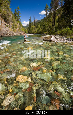 La pesca con la mosca sul tributario di Elk River vicino al Fernie, Elk Valley, East Kootenays, British Columbia, Canada. Foto Stock