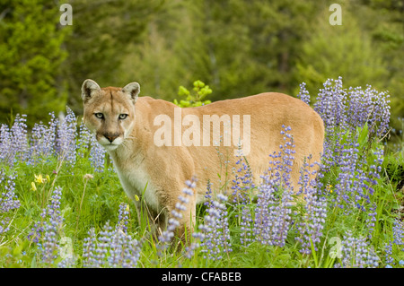 puma con fiori