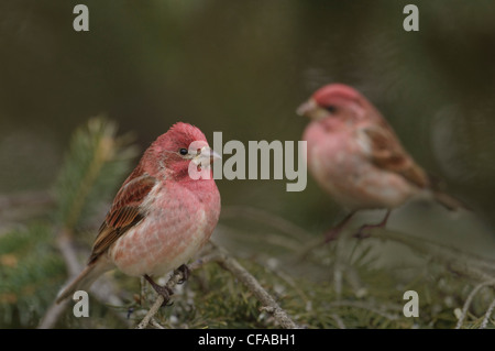 Due maschio viola fringuelli (Carpodacus purpureus) arroccato in albero sempreverde. Foto Stock