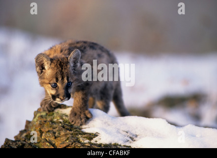 Cougar gattino (Puma concolor) 2 mesi nella neve. Foto Stock