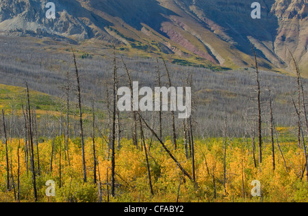 La rigenerazione naturale della foresta in seguito all'incendio di foresta sul divano di montagna, Parco Nazionale dei laghi di Waterton, Alberta, Canada. Foto Stock