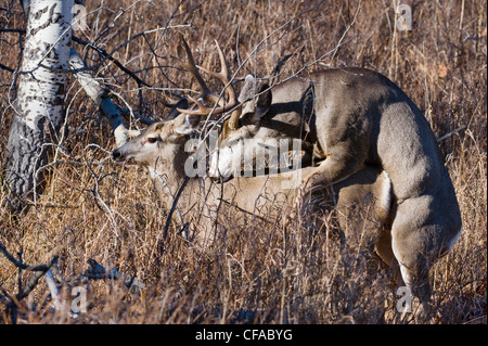 Mule Deer (Odocoileus hemionus) maschio e femmina durante la stagione di solchi. Southwest Alberta, Canada. Foto Stock