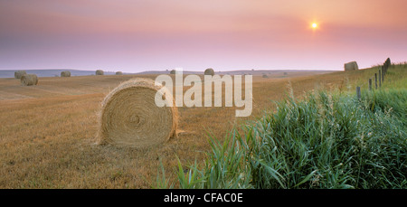 Balle rotonde e Sunrise nella nebbia vicino a Cremona, Alberta, Canada. Foto Stock