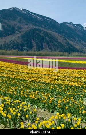 Campo di tulipani in Fraser Valley a Agassiz, British Columbia, Canada. Foto Stock