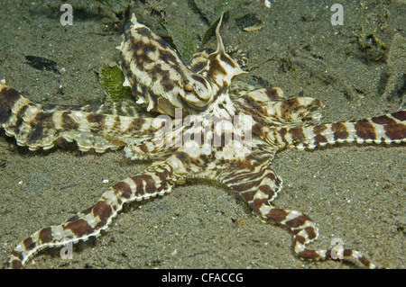 Mimic Octopus, Lembeh Straits, Manado, Indonesia Foto Stock