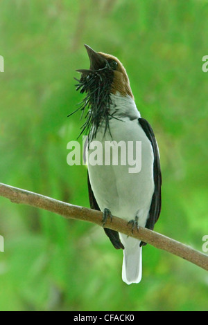 Barbuto Bellbird (Procnias averano carnobarba) appollaiato su un ramo in Trinidad e Tobago. Foto Stock