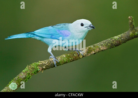 Colore grigio-blu Tanager (Thraupis episcopus) appollaiato su un ramo in Trinidad e Tobago. Foto Stock