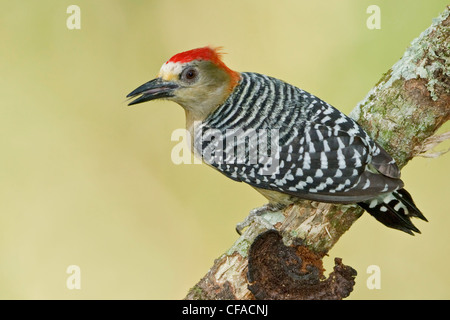 Rosso-incoronato picchio rosso maggiore (Melanerpes rubricapillus rubricapillus) appollaiato su un ramo in Trinidad e Tobago. Foto Stock