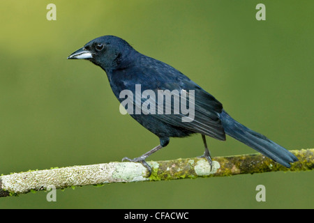 Bianco-rivestita Tanager (Tachyphonus rufus) appollaiato su un ramo in Trinidad e Tobago. Foto Stock