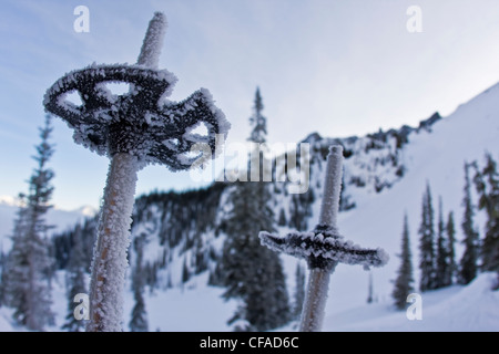 Backcountry bastoncini da sci la mattina con il gelo. Fairy Meadows, gamma inflessibile, Selkirks, BC Foto Stock