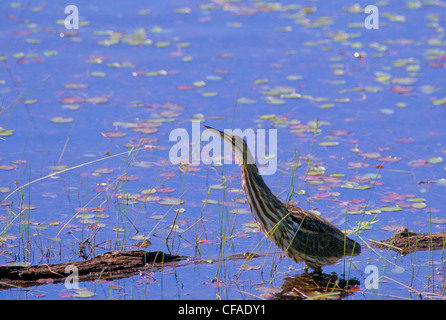 American Tarabuso (Botaurus lentiginosus) adulto. A sud-ovest di Alberta in Canada. Foto Stock