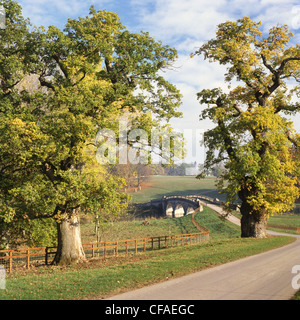 Strada sopra il ponte di pietra nel parco con alberi di quercia che mostra autunno autunno (colori). Oxfordshire. Inghilterra Foto Stock