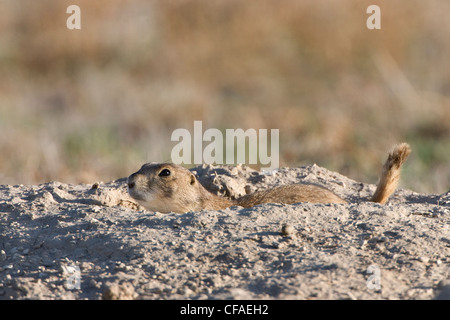 Nero-tailed prairie dog (Cynomys ludovicianus), a scavano, Pueblo West, Colorado. Foto Stock