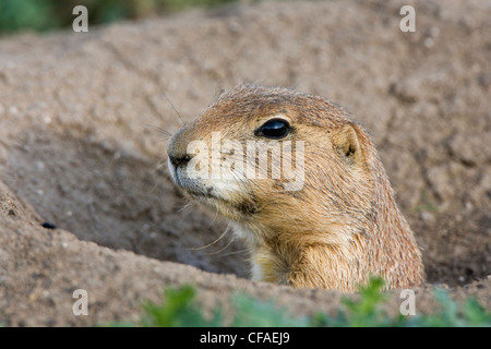 Nero-tailed prairie dog (Cynomys ludovicianus), a scavano, Golden, Colorado. Foto Stock