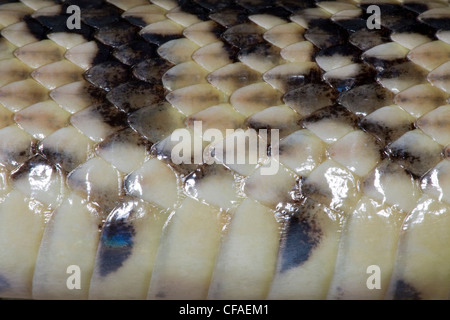 Road-ucciso bull snake (Pituophis catenifer sayi), dettaglio di scale, vista laterale, Pueblo West, Colorado. Foto Stock