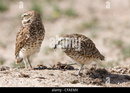 Scavando owl Athene cunicularia diritto femmina Foto Stock