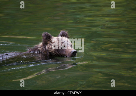 Orso grizzly (Ursus arctos horriblis), cubs dell'anno di nuoto, coastal British Columbia. Foto Stock
