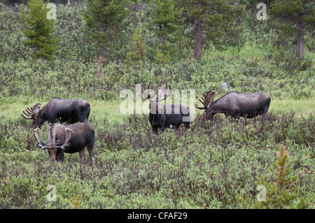 Alci (Alces alces shirasi), tori la navigazione, dalla foresta nazionale di Roosevelt, Colorado. Foto Stock