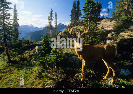 La fauna del Valhalla gamma, Mule Deer, Kootenays, Selkirk Mountains, Valhalla Parco Provinciale, British Columbia, Canada. Foto Stock