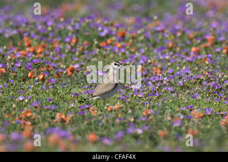 Piviere montagna (Charadrius montanus), tra prateria fiori, vicino Pawnee prateria nazionale, Colorado. Foto Stock