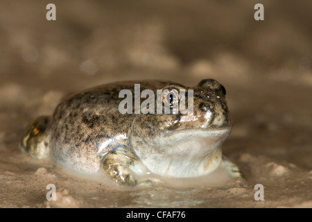 Le pianure spadefoot toad (Spea bombifrons), appena trasformato da tadpole, vicino Pawnee prateria nazionale, Colorado. Foto Stock