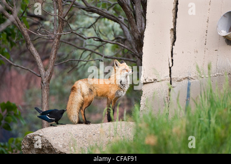 Red Fox (Vulpes vulpes vulpes), essere insultato da un nero-fatturati gazza (Pica hudsonia), Golden, Colorado. Foto Stock