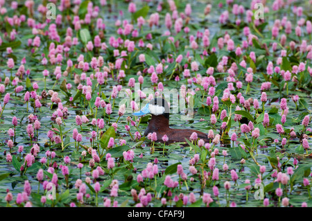 Ruddy duck (Oxyura jamaicensis), maschio tra acqua smartweed (Polygonum amphibium), nei pressi di Walden, Colorado. Foto Stock