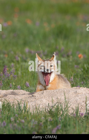 Swift volpe (Vulpes vulpes velox), Adulto sbadigli, a den, vicino Pawnee prateria nazionale, Colorado. Foto Stock