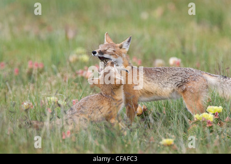 Swift fox Vulpes vulpes velox erogare per adulti Foto Stock