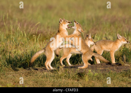 Swift volpe (Vulpes vulpes velox), kit giocando a den, vicino Pawnee prateria nazionale, Colorado. Foto Stock