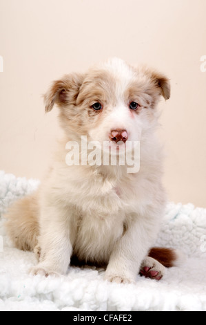 Border Collie cani.cuccioli. Foto Stock