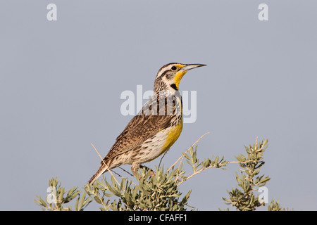 Western meadowlark (Sturnella neglecta), Pueblo West, Colorado. Foto Stock