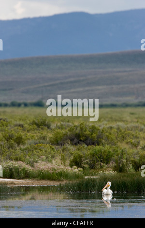 Americano bianco pellicano (Pelecanus erythrorhynchos), Arapaho National Wildlife Refuge, Colorado. Foto Stock