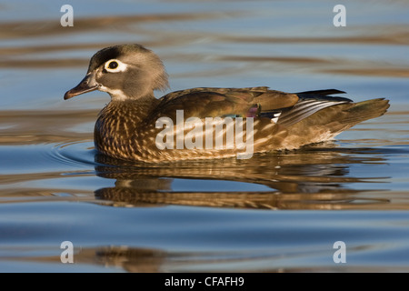 Anatra di legno (Aix sponsa), femmina, Burnaby Lago, Burnaby, British Columbia. Foto Stock