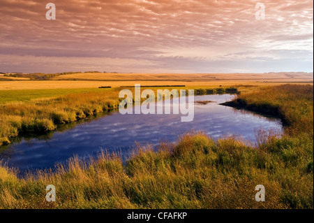 Prairie paesaggio con slough in primo piano, vicino Kamsack, Saskatchewan, Canada Foto Stock