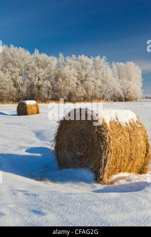 Rotoli di paglia e alberi pieni di brina nei pressi di Beausejour, Manitoba, Canada Foto Stock