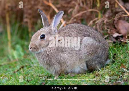 Coniglio (oryctolagus cuniculus) seduta & Mangiare Foto Stock