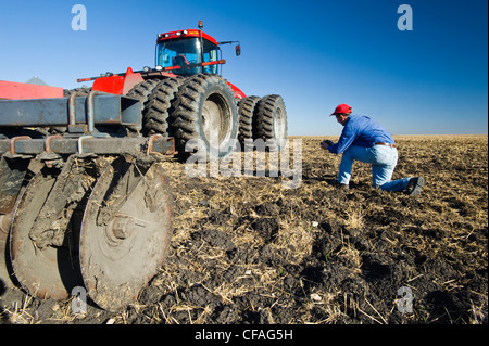 Uomo esamina nuovi terreni coltivati frumento stoppia Foto Stock