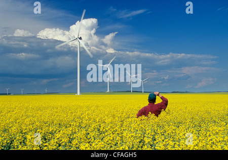 Un agricoltore viste le turbine eoliche da una fioritura di canola field, San Leon, Manitoba, Canada. Foto Stock