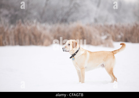 Giallo Labrador Retriever in piedi in una palude su un gelido giorno d'inverno. Assiniboine foresta, Winnipeg, Manitoba, Canada. Foto Stock