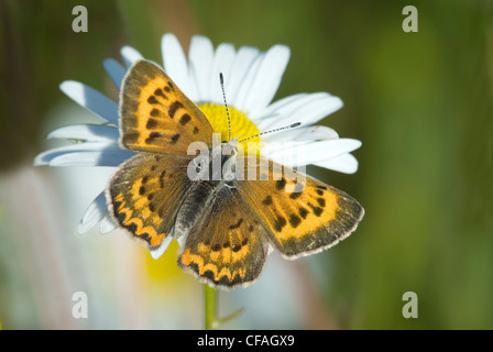 Rame porpora (Lycaena helloides), British Columbia, Canada. Foto Stock