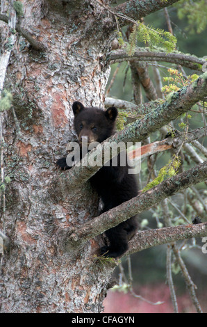 Wild American Black Bear Cub fuoriuscita possibile Foto Stock