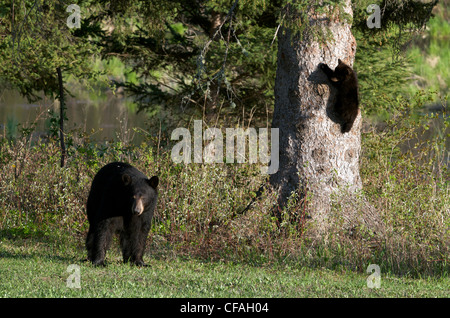 Wild American Black Bear sow e il neonato cub di arrampicarsi su un albero. (Ursus americanus). Northern Ontario, Canada. Foto Stock