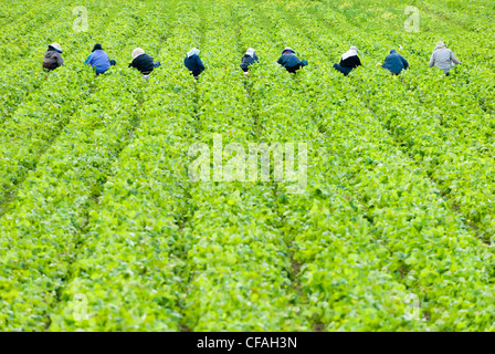 Lavoratori di fragole di prelievo in una fattoria nella Valle di Cowichan vicino a Duncan, Isola di Vancouver, British Columbia, Canada. Foto Stock