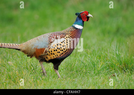 Anello maschio colli (Fagiano Phasianus colchicus). Foto Stock