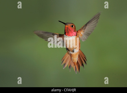 Voce maschile Rufous Hummingbird (Selasphorus rufus) in volo. Foto Stock